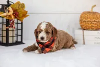 Tator - Toy, a male Goldendoodle for sale in Goshen, IN – 3 of 4