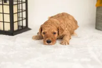 Jasper - Micro, a male Goldendoodle for sale in Goshen, IN – 3 of 4