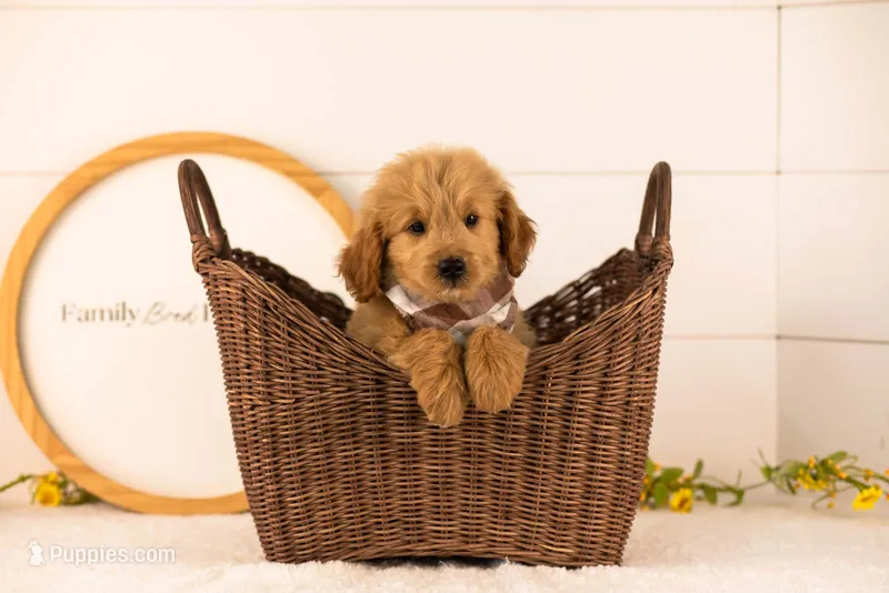 Easton - Medium – Goldendoodle puppy for sale in Goshen, IN