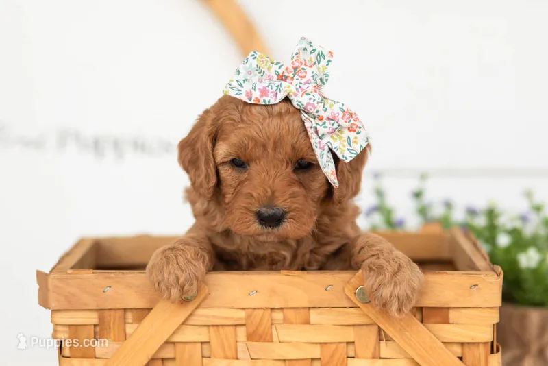Starlet - Mini – Miniature Goldendoodle puppy for sale in Goshen, IN