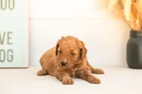 Glow - Mini, a female Goldendoodle for sale in Goshen, IN – 3 of 4