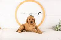 Sequoia - Mini, a female Miniature Goldendoodle for sale in Goshen, IN – 7 of 10
