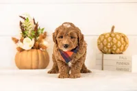 Chance - Toy, a male Goldendoodle for sale in Goshen, IN – 4 of 4
