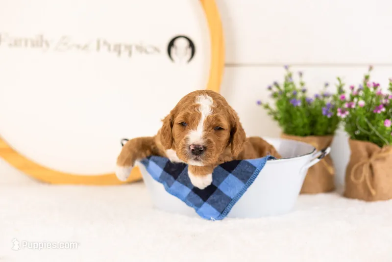 Colby - Micro – Goldendoodle puppy for sale in Goshen, IN