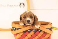 Opal - Medium, a female Goldendoodle for sale in Goshen, IN – 1 of 4