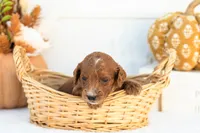 Alonzo - Mini, a male Goldendoodle for sale in Goshen, IN – 3 of 3