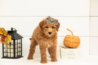 Butterfly - Mini, a female Goldendoodle for sale in Goshen, IN – 5 of 9