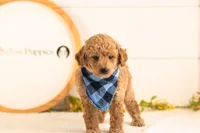 Fin - Mini, a male Miniature Goldendoodle for sale in Goshen, IN – 3 of 6