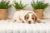Lance - Medium, a male Goldendoodle for sale in Goshen, IN – 5 of 6