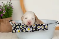 Flash - Mini, a male Miniature Goldendoodle for sale in Goshen, IN – 3 of 4