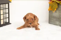 Jonah - Micro, a male Goldendoodle for sale in Goshen, IN – 3 of 4
