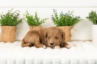 Levi - Medium, a male Goldendoodle for sale in Goshen, IN – 2 of 5