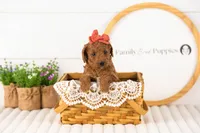Lexy - Medium, a female Goldendoodle for sale in Goshen, IN – 7 of 10
