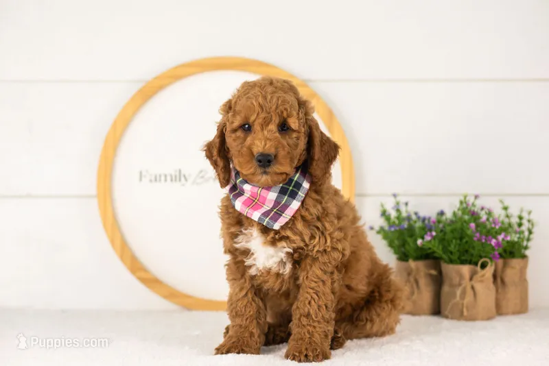 Glacier - mini – Miniature Goldendoodle puppy for sale in Goshen, IN