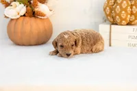 Austin - Mini, a male Goldendoodle for sale in Goshen, IN – 4 of 4