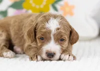 Fudge - mini, a male English Goldendoodle for sale in Goshen, IN – Photo 3 of 4