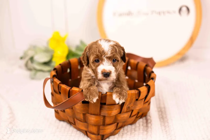 Fudge - mini – English Goldendoodle puppy for sale in Goshen, IN