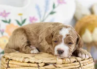 Fudge - mini, a male English Goldendoodle for sale in Goshen, IN – Photo 1 of 4