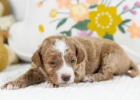 Fudge - mini, a male English Goldendoodle for sale in Goshen, IN – Photo 4 of 4