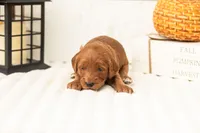 Blanche - Micro, a female Goldendoodle for sale in Goshen, IN – 3 of 4