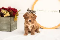 Katiedid - Mini, a female Goldendoodle for sale in Goshen, IN – 3 of 8