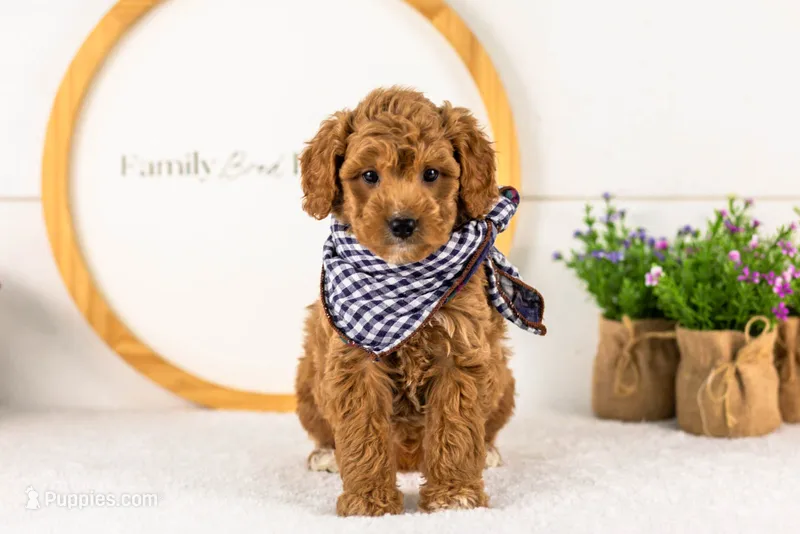 Levi - Medium – Goldendoodle puppy for sale in Goshen, IN
