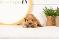 Marty -  Medium, a female Goldendoodle for sale in Goshen, IN – 2 of 3