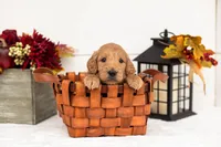 Cowardly Lion - Medium, a male Goldendoodle for sale in Goshen, IN – 3 of 5