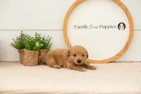 Easton - Medium, a male Goldendoodle for sale in Goshen, IN – 2 of 6