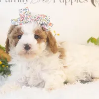 Porsche - Micro, a female Goldendoodle for sale in Goshen, IN – Photo 3 of 6