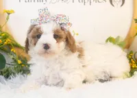 Porsche - Micro, a female Goldendoodle for sale in Goshen, IN – Photo 1 of 4