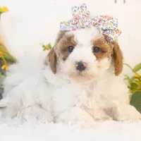 Porsche - Micro, a female Goldendoodle for sale in Goshen, IN – Photo 6 of 6