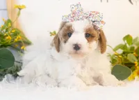 Porsche - Micro, a female Goldendoodle for sale in Goshen, IN – Photo 4 of 4