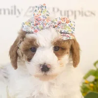 Porsche - Micro, a female Goldendoodle for sale in Goshen, IN – Photo 4 of 6