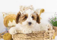 Porsche - Micro, a female Goldendoodle for sale in Goshen, IN – Photo 1 of 7