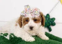 Porsche - Micro, a female Goldendoodle for sale in Goshen, IN – Photo 2 of 6