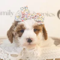 Porsche - Micro, a female Goldendoodle for sale in Goshen, IN – Photo 5 of 6