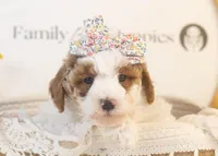 Porsche - Micro, a female Goldendoodle for sale in Goshen, IN – Photo 3 of 4