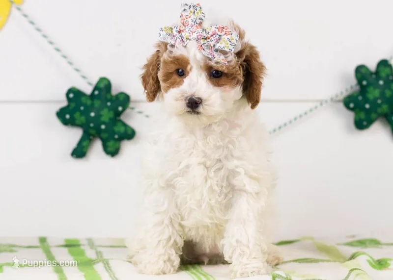 Porsche - Micro – Goldendoodle puppy for sale in Goshen, IN