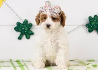 Porsche - Micro, a female Goldendoodle for sale in Goshen, IN – Photo 1 of 6