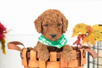 Roo - Medium, a male Goldendoodle for sale in Goshen, IN – 2 of 4