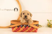 Nugget - Medium, a male Goldendoodle for sale in Goshen, IN – 3 of 4