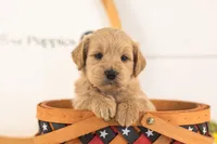 Debra - Medium, a female Goldendoodle for sale in Goshen, IN – 4 of 4
