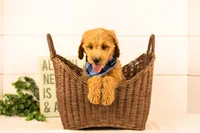 Barley - Medium, a male Goldendoodle for sale in Goshen, IN – 2 of 7