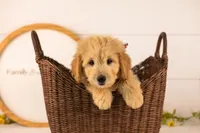 Emry - Medium, a male Goldendoodle for sale in Goshen, IN – 2 of 8