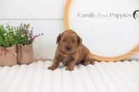 Molly - Mini, a female Miniature Goldendoodle for sale in Goshen, IN – 3 of 3
