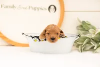 Evan - Medium, a male Goldendoodle for sale in Goshen, IN – 2 of 3
