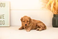 Butterfly - Mini, a female Goldendoodle for sale in Goshen, IN – 2 of 4