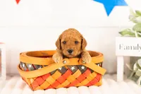 Rainer - mini, a male Miniature Goldendoodle for sale in Goshen, IN – 3 of 3