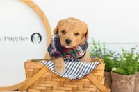 Marty -  Medium, a female Goldendoodle for sale in Goshen, IN – 8 of 10